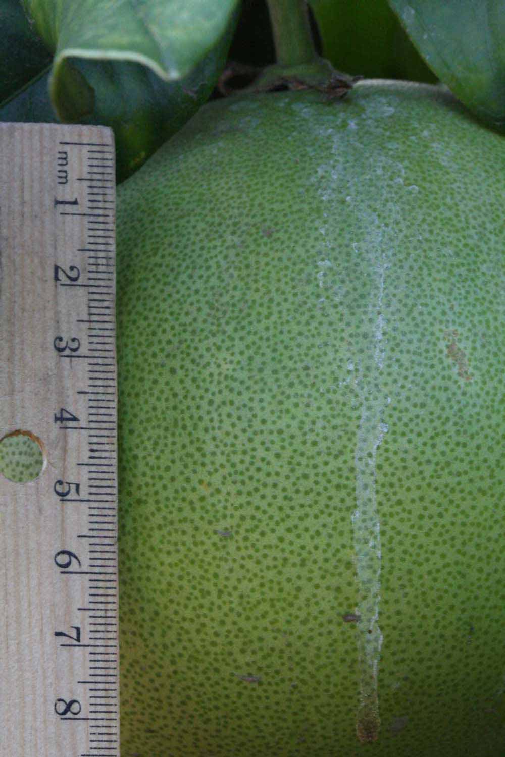              Immature fruit (Riverside, CA)       